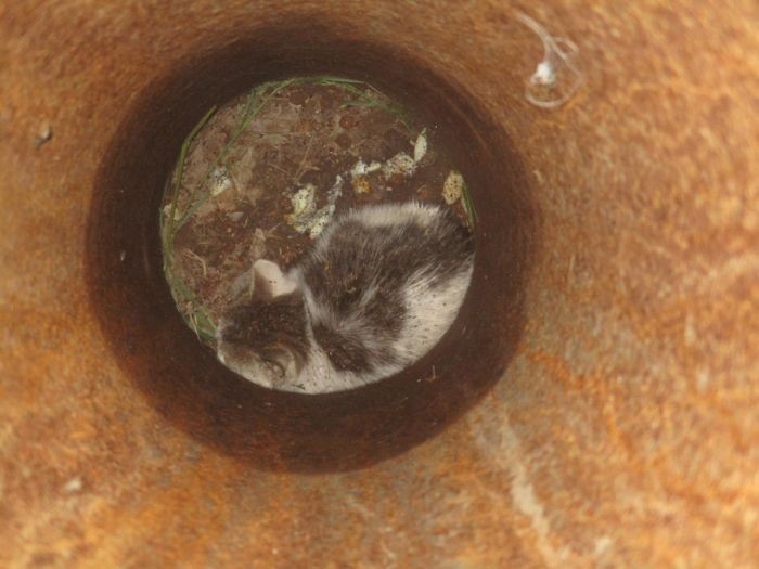 Котёнок застрял в трубе под опорой фонарного столба (6 фото)