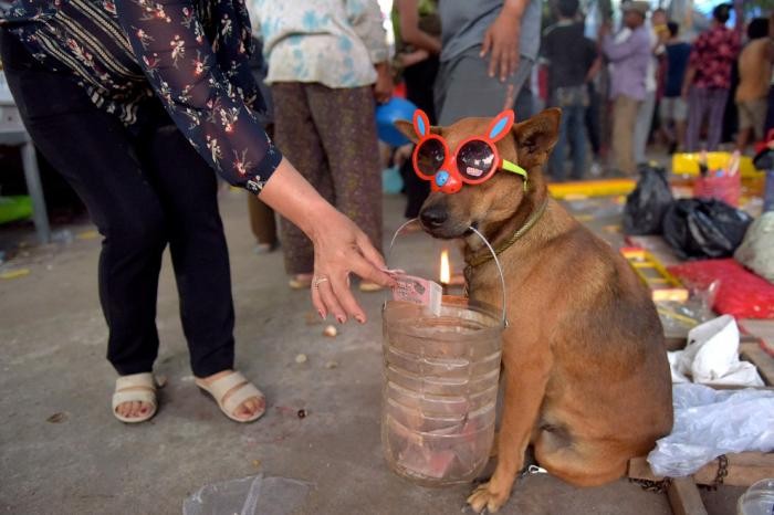 Как в Китае отметили год желтой земляной собаки (23 фото)