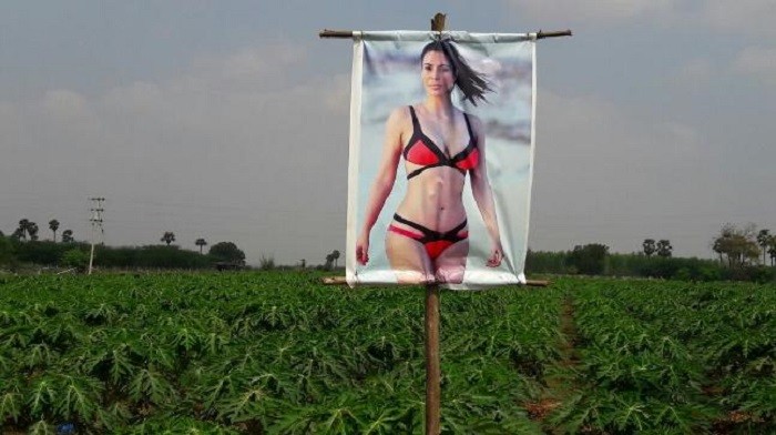 Плакат с порнозвездой для защиты урожая от сглаза (4 фото)