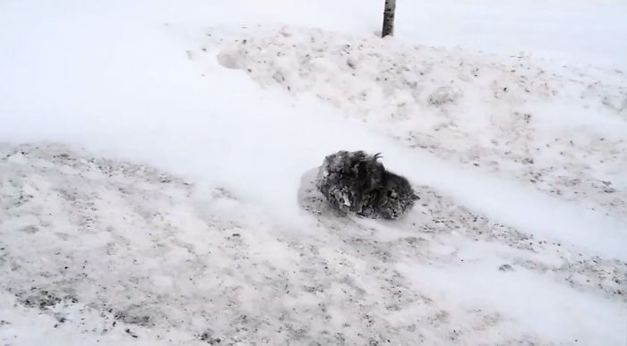 Россиянин спас кошку, которая почти замерзла до смерти (8 фото)