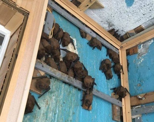 Ремонт балкона превратился в операцию по спасению летучих мышей (3 фото)