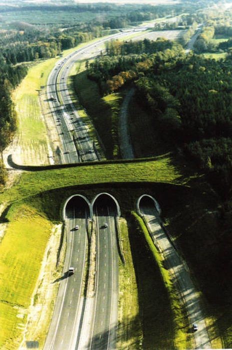 Мосты и тоннели для животных (40 фото)