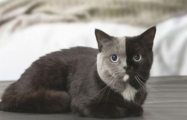 Двуликий кот Нарния – чудо кошачьего мира (6 фото)