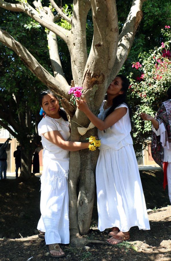 На массовой свадьбе мексиканки вышли замуж за деревья (7 фото)