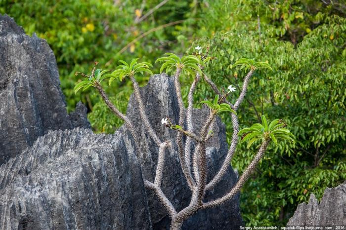 Это стоит увидеть своими глазами! Каменный лес Цинги (27 фото)