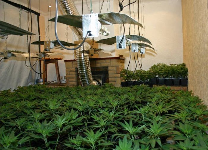 Соседи унюхали ферму по выращиванию марихуаны (9 фото)