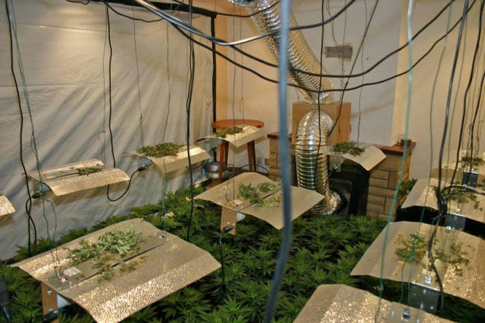 Соседи унюхали ферму по выращиванию марихуаны (9 фото)