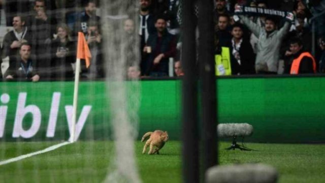 УЕФА открыло дело против турецкого «Бешикташа». Виновник – кот (4 фото)