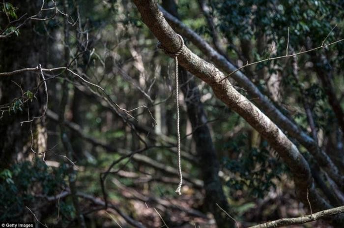 Мрачный японский лес для самоубийц (18 фото)