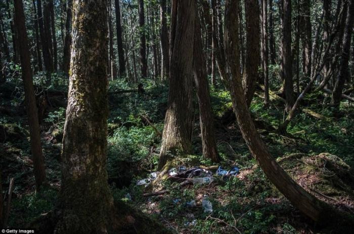 Мрачный японский лес для самоубийц (18 фото)