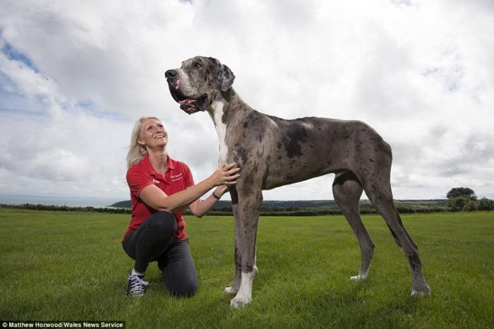 Самая высокая собака в мире: двухметровый дог весом 76 кг (8 фото)