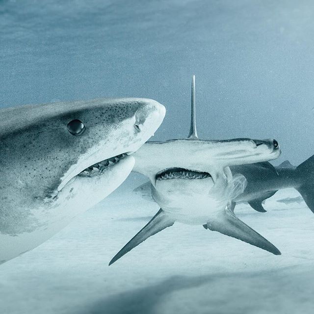 Серфер, лишившийся ноги из-за акулы, стал защитником этих хищниц (13 фото)