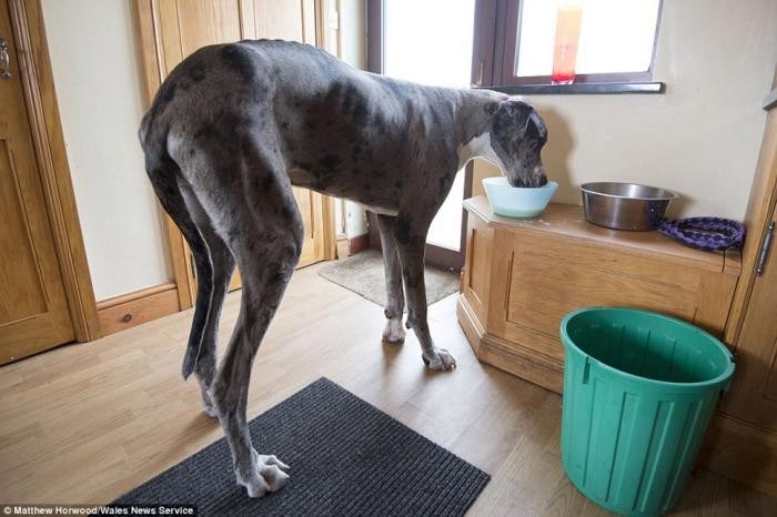 Самая высокая собака в мире: двухметровый дог весом 76 кг (8 фото)