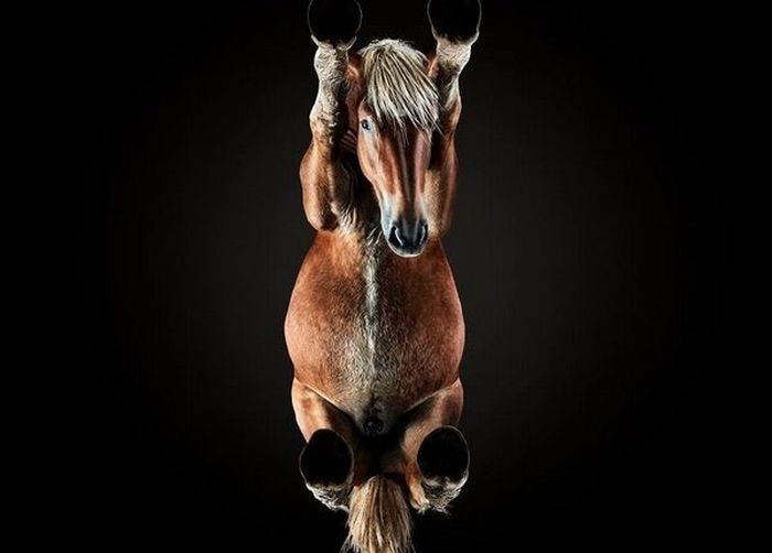 То осталось за кадром потрясающих фото с лошадьми (14 фото)