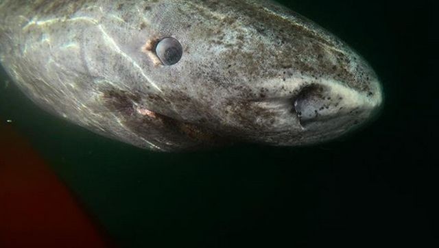 Гренландская акула оказалась старейшим позвоночным на планете (4 фото)