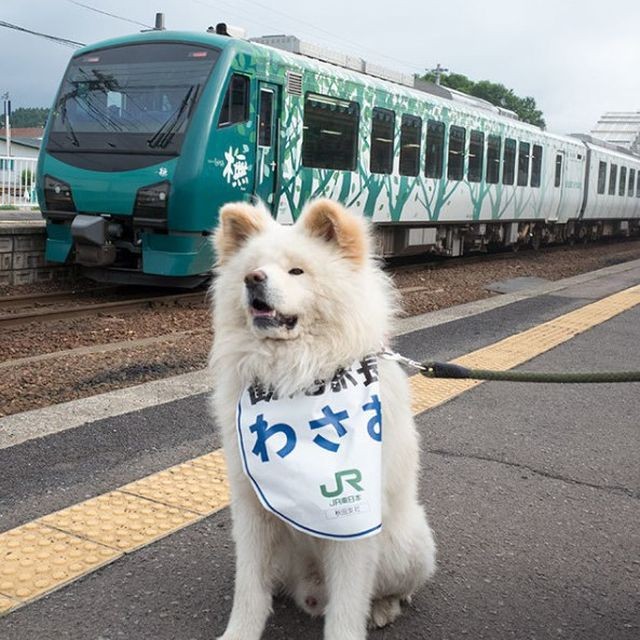 Бездомный пес стал начальником железнодорожного вокзала (4 фото)