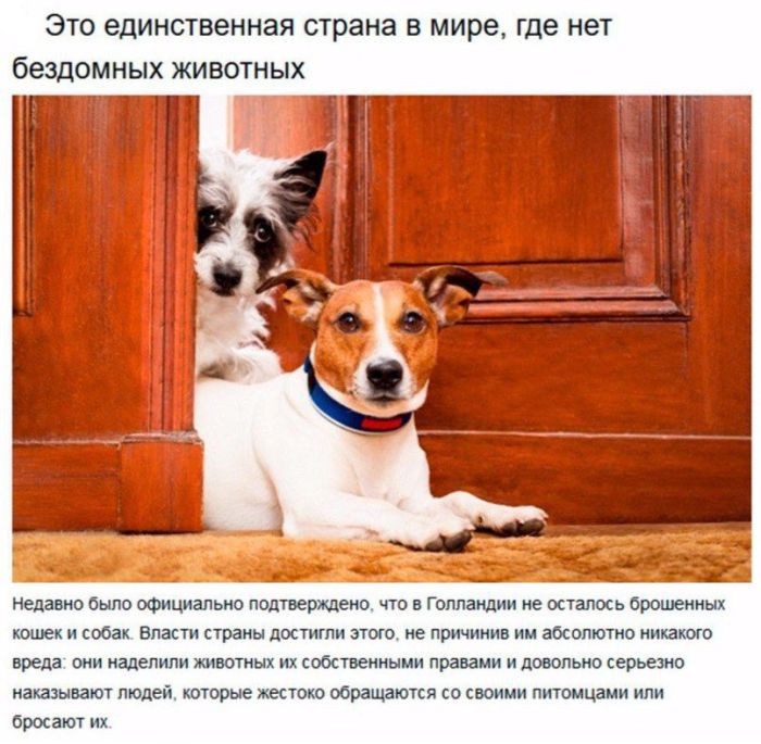 Будущее за Нидерландами (7 фото)