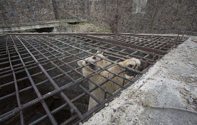 В Армении спасли медведицу, прожившую всю жизнь в клетке (8 фото)