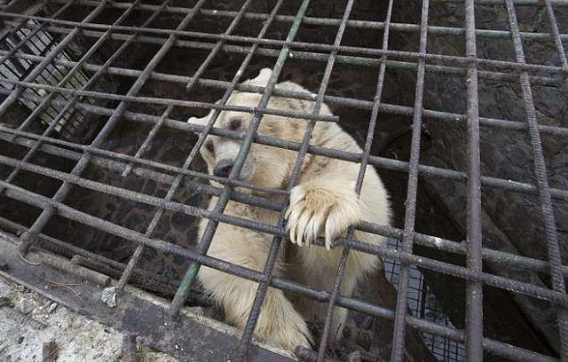 В Армении спасли медведицу, прожившую всю жизнь в клетке (8 фото)