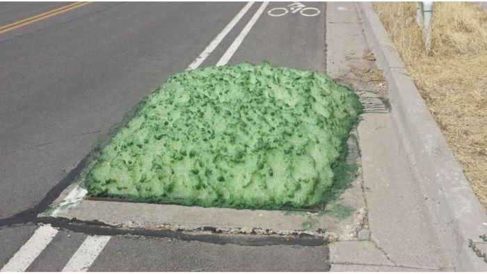 Жителей американского города напугала зелёная жижа (6 фото)