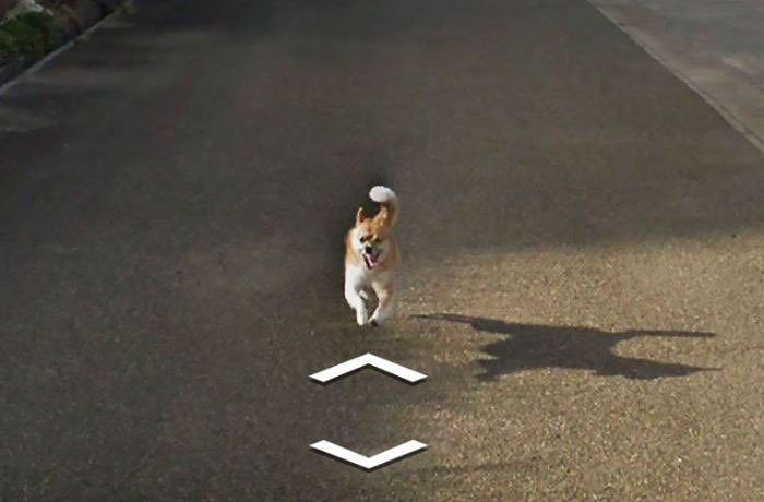 Пес погнался за машиной Google Street View и попал в кадр (8 фото)