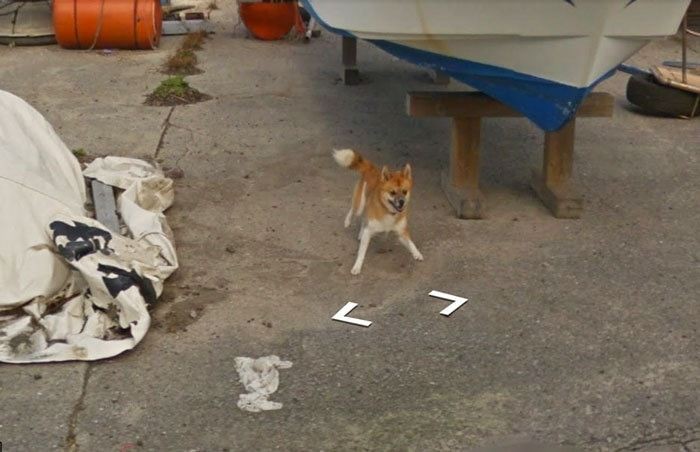Пес погнался за машиной Google Street View и попал в кадр (8 фото)
