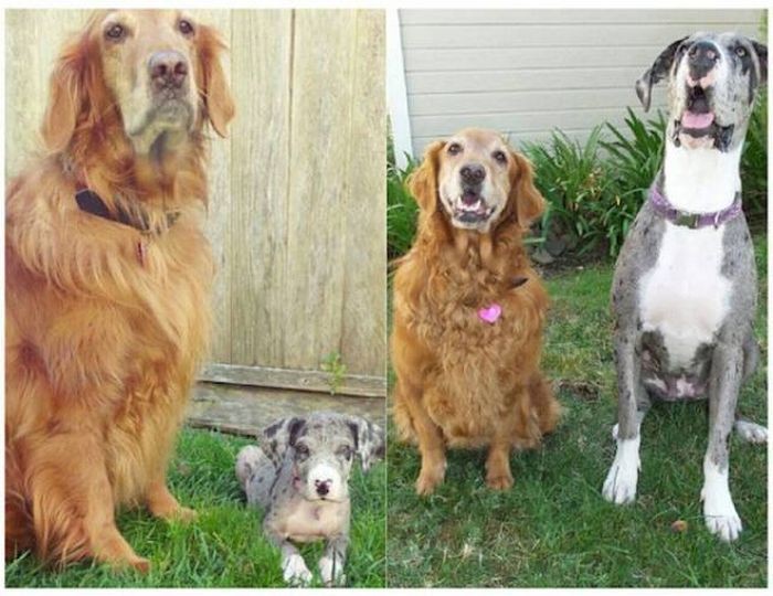 Фото собак, воссозданные спустя время (28 фото)