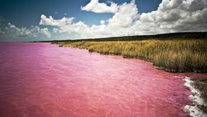 Озеро, которое каждый август превращается в «розовый кисель (5 фото)