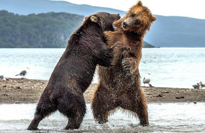 Битва титанов: как два медведя подрались за рыбку (8 фото)