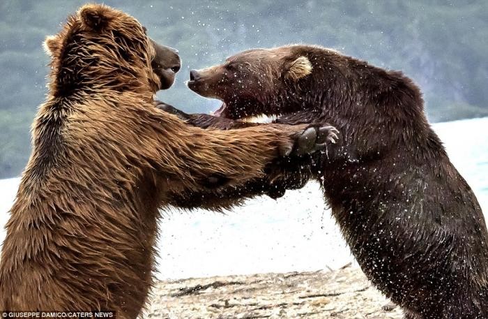 Битва титанов: как два медведя подрались за рыбку (8 фото)