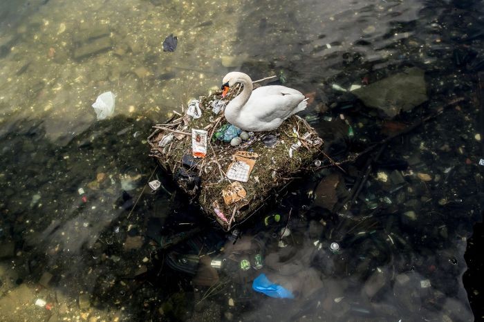 Самка лебедя свила гнездо из мусора и отложила в него яйца (4 фото)