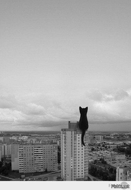 Гигантские кошки в городских ландшафтах (24 фото)