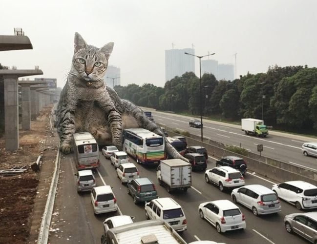 Гигантские кошки в городских ландшафтах (24 фото)