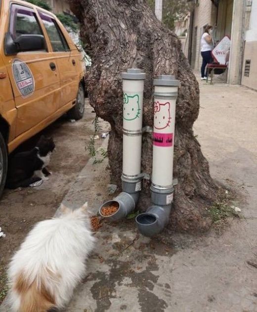 Уличные кормушки и поилки для кошек в сирийском Дамаске (4 фото)