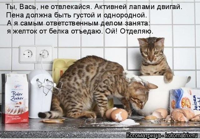 Лучшие приколы с котами (50 фото)