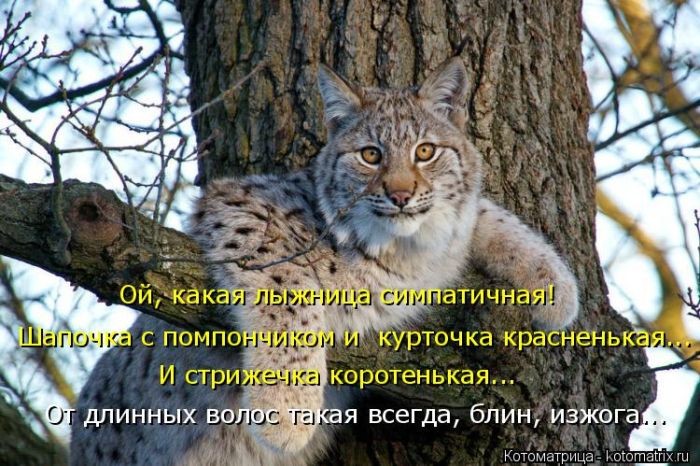 Лучшие котоматрицы недели (50 фото)