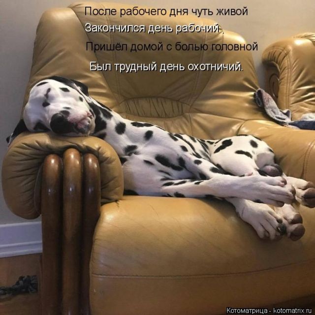 Лучшие приколы с котами (50 фото)