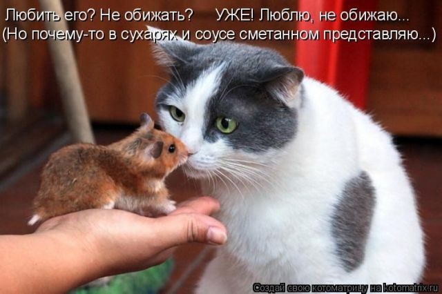 Лучшие приколы с котами (50 фото)