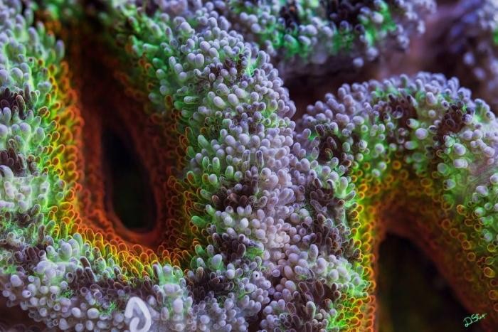 Кораллы Большого Барьерного рифа (20 фото)