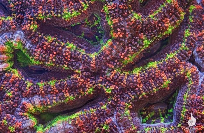 Кораллы Большого Барьерного рифа (20 фото)
