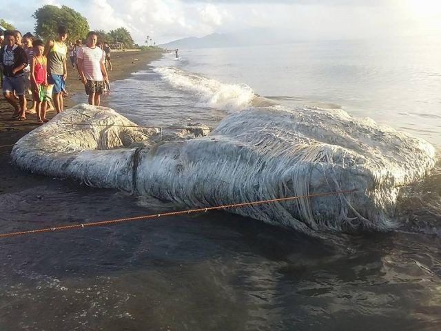 Лохматое существо выбило на берег Филиппин (6 фото)