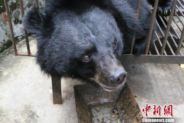 Китаянка два года растила медведя, думая, что это мастиф (4 фото)