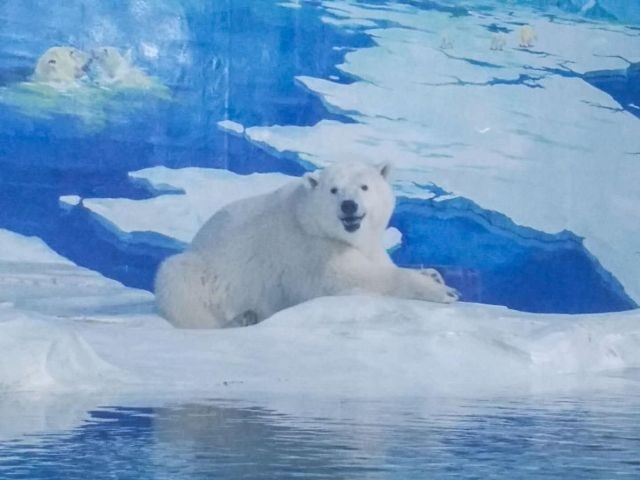 «Cамый грустный белый медведь в мире» спустя два года (4 фото)