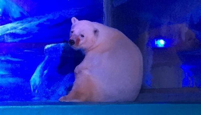 «Cамый грустный белый медведь в мире» спустя два года (4 фото)
