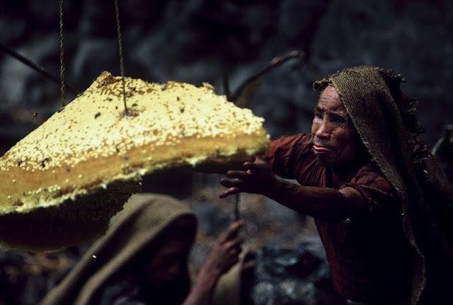 Собиратели меда (13 фото)