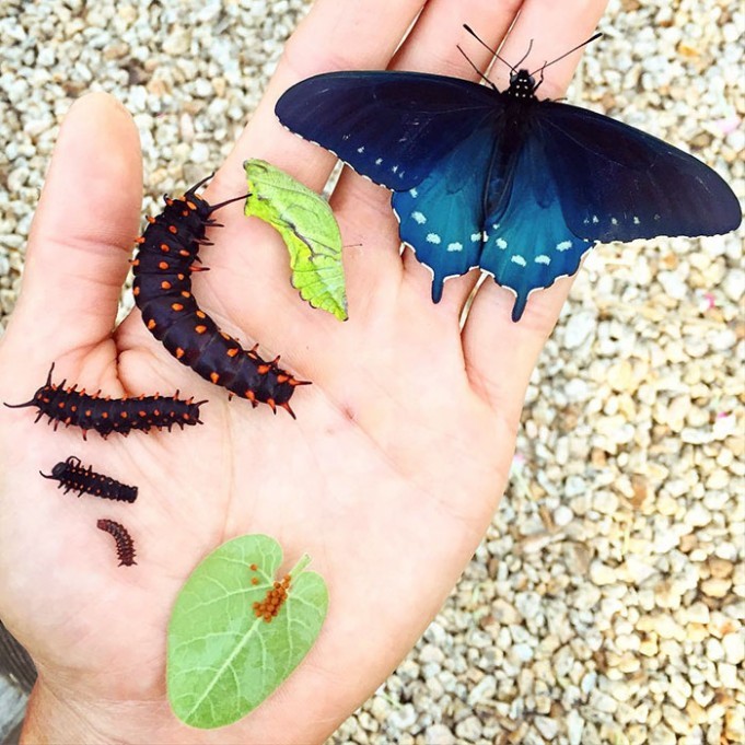 Биолог выводит исчезающий вид бабочек у себя в саду (9 фото)