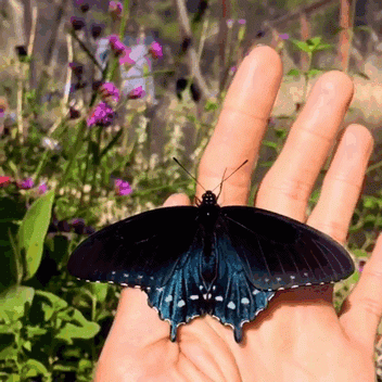 Биолог выводит исчезающий вид бабочек у себя в саду (9 фото)