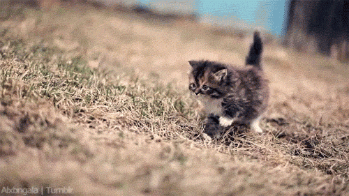 Подборка прикольных гифок