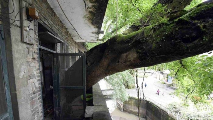 Дом, в котором растет 400-летнее дерево (6 фото)