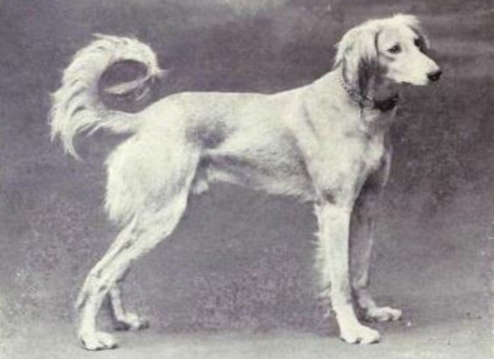 Известные породы собак сейчас и сто лет назад (23 фото)